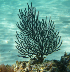 Leptogorgia rigida