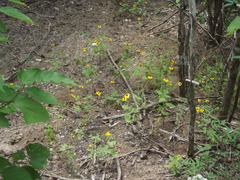 Heliopsis sinaloensis