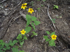 Heliopsis sinaloensis