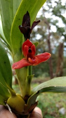 Maxillaria elatior