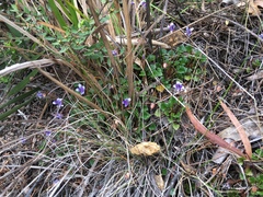 Viola serpentinicola