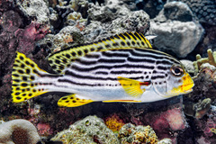 Yellowbanded Sweetlips photo 3