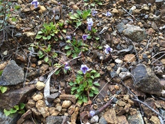 Viola serpentinicola