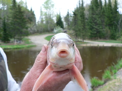 Moxostoma macrolepidotum