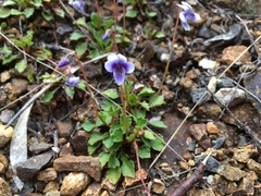 Viola serpentinicola