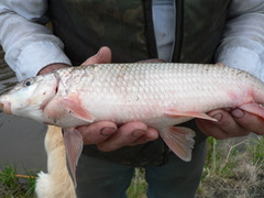 Moxostoma macrolepidotum