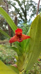Maxillaria elatior