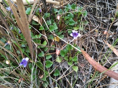 Viola serpentinicola