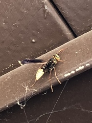 Mischocyttarus navajo