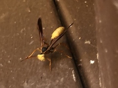 Mischocyttarus navajo