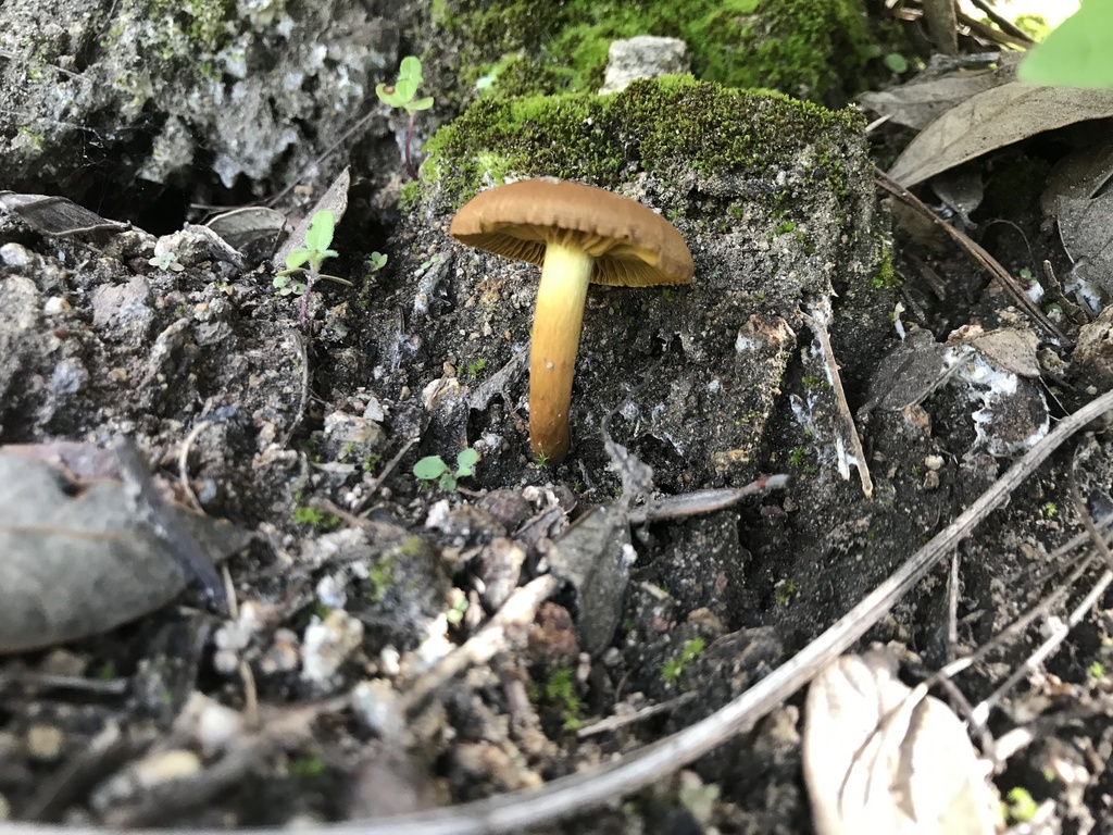 Cortinarius sp. 'AZ08'