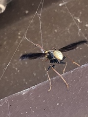 Mischocyttarus navajo