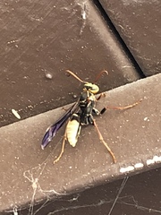 Mischocyttarus navajo