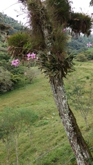 Laelia anceps