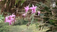 Laelia anceps