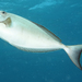 Horseface Unicornfish - Photo (c) Alex Hoschke, some rights reserved (CC BY-NC), uploaded by Alex Hoschke