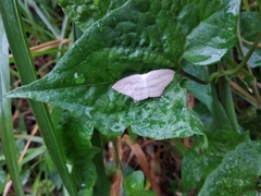 Acropteris ciniferaria