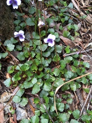 Viola serpentinicola