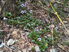 Viola serpentinicola
