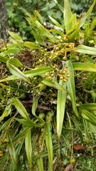 Prosthechea ochracea