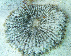 Actinostella bradleyi