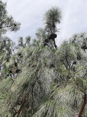 Pinus pseudostrobus apulcensis