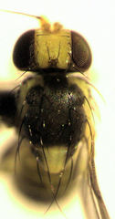 Liriomyza flavocentralis
