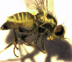 Liriomyza flavocentralis