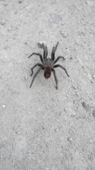 Aphonopelma caniceps