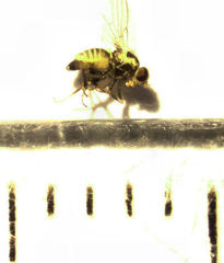 Liriomyza flavocentralis