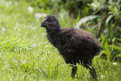 Porphyrio hochstetteri