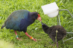 Porphyrio hochstetteri