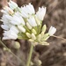 Allium convallarioides - Photo (c) ibrahim_hirory, algunos derechos reservados (CC BY-NC)