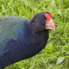 Porphyrio hochstetteri