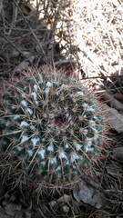 Mammillaria gigantea