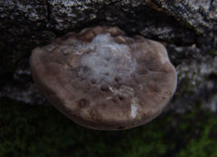 Vanderbylia robiniophila