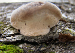 Vanderbylia robiniophila