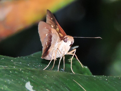 Calpodes longirostris