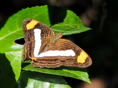 Adelpha iphicleola iphicleola