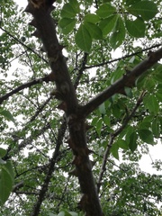 Ceiba aesculifolia