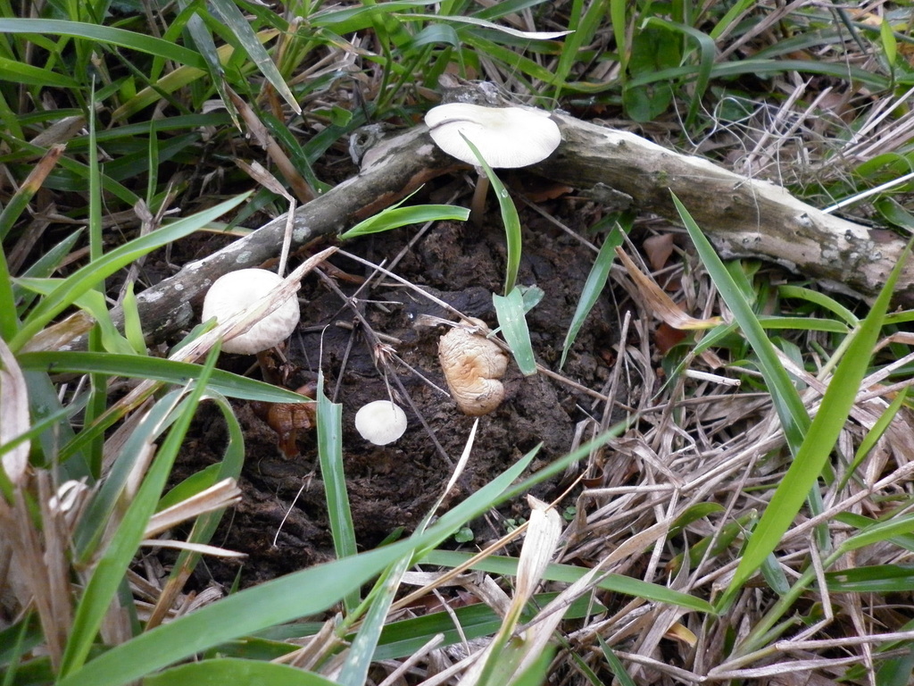 Panaeolus cyanescens · October 2010 · photo: © yoannisd (iNaturalist, cc-by)