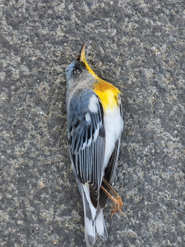 Setophaga americana image