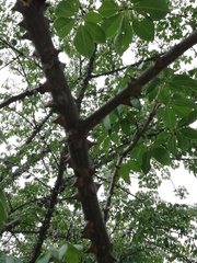 Ceiba aesculifolia