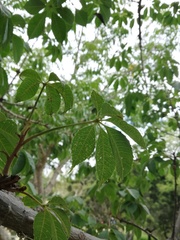 Ceiba aesculifolia
