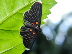 Melanis acroleuca acroleuca