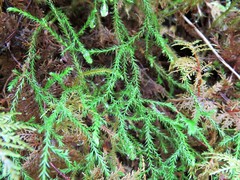 Selaginella oregana