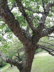 Ceiba aesculifolia