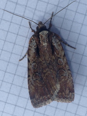 Eueretagrotis attentus