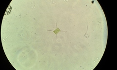 Desmodesmus communis