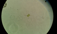 Desmodesmus communis